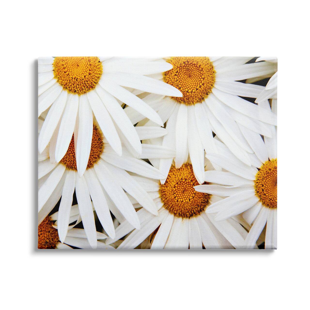 Stupell Industries Blooming Daisy Florals White Petals Flower Field Photography Canvas Wall Art